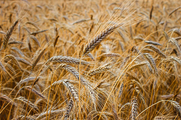 istock Golden graim field and sunny day 508023752