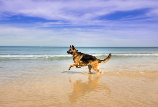 German Shepherd dog running on the beach, with Table Mountain, Cape Town, South Africa from Milnerton Beach in the background.