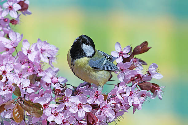 istock Great tit on purple-leaf Plum 508023780
