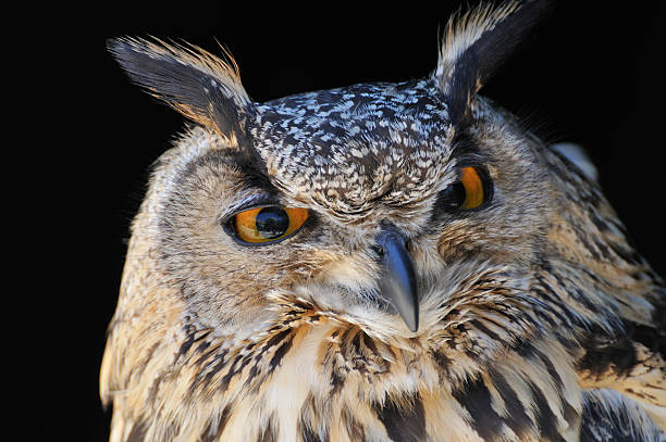 istock Eurasian Eagle-Owl (Bubo bubo) portrait 508023874