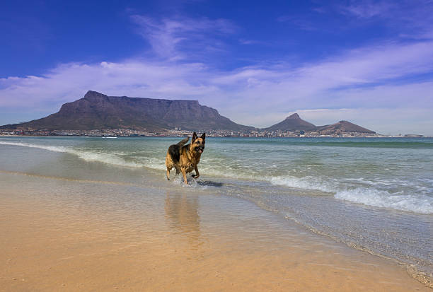 German Shepherd dog running on the beach, with Table Mountain, Cape Town, South Africa from Milnerton Beach in the background.