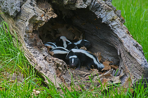 istock Skunk family in a hollow log. 508023968
