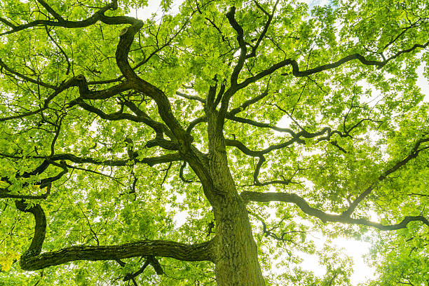 istock Green branches in a wood 508025346