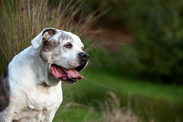 istock Panting Senior American Bulldog Profile 508026012