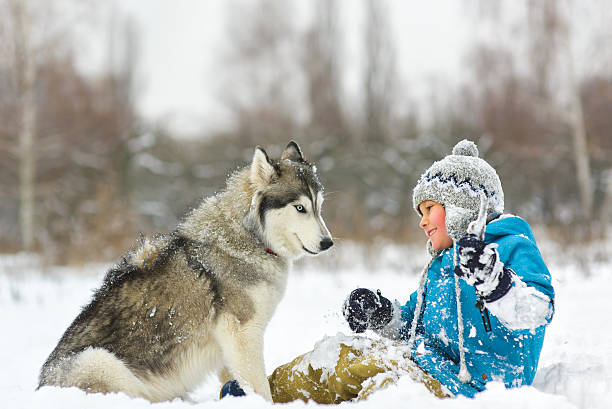 istock happy boy playing with dog or husky outdoors in winter 508026136