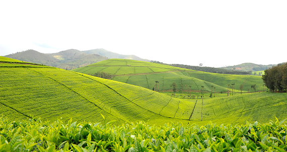 Wonderful landscape of hills covered by tea plantations at Mata - around 6 km at the north of Kibeho - south-west part of Rwanda
