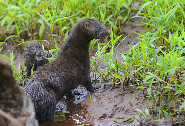 Closeup Mink near a den log. mink, green, grass american mink stock pictures, royalty-free photos & images