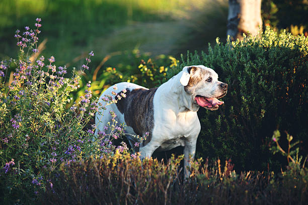 Striking American Bulldog Standing and Panting In A Spring Garden Beautiful senior- 12 year old American Bulldog standing and looking off camera in a lush spring garden. american bulldog stock pictures, royalty-free photos & images