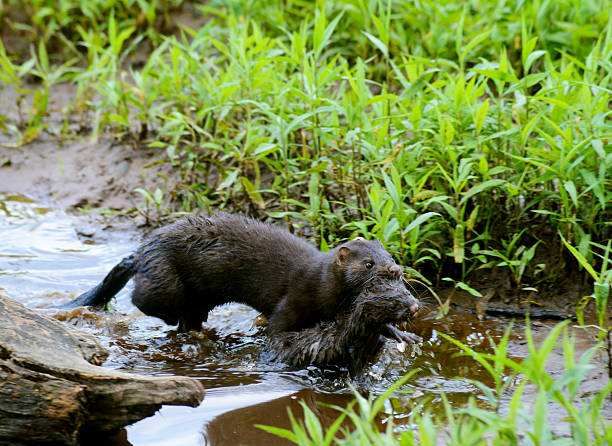 Mother Mink carrying her baby to her den. mink, baby, mother american mink stock pictures, royalty-free photos & images