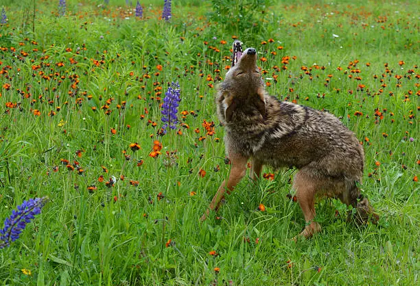 Photo of Howling Coyote in a field of wildflowers.