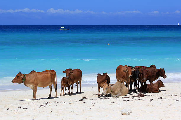 istock Herd of cows on the beach 508028646