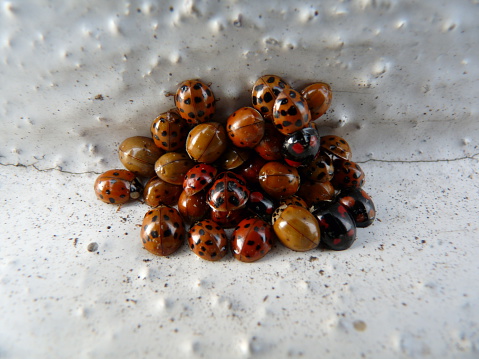 ladybugs on a pile of hibernating in a crevice 