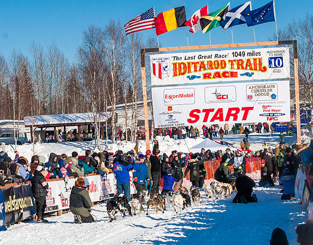 Iditarod sled dogs stock photo
