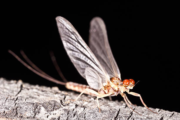 istock Ephemerella aurivillii mayfly dun (subimago) 508029244