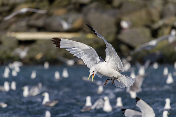 Threatening seagull stock photo