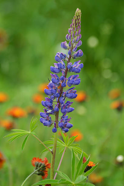 istock Purple Lupine blooming among orange Hawkweed. 508029572