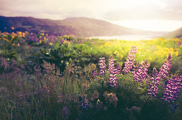 Wildflowers In Morning Sunrise Purple lupine and golden balsamroot wildflowers in the low morning sunshine of a Columbia Gorge Sunrise. High resolution color photograph taken on the Oregon side of the Columbia River, looking toward Washington state, across the Columbia River. No people in image. Horizontal composition. lupine flower photos stock pictures, royalty-free photos & images