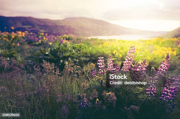 Wildflowers In Morning Sunrise Stock Photo - Download Image Now - Wildflower, Oregon - US State, Washington State