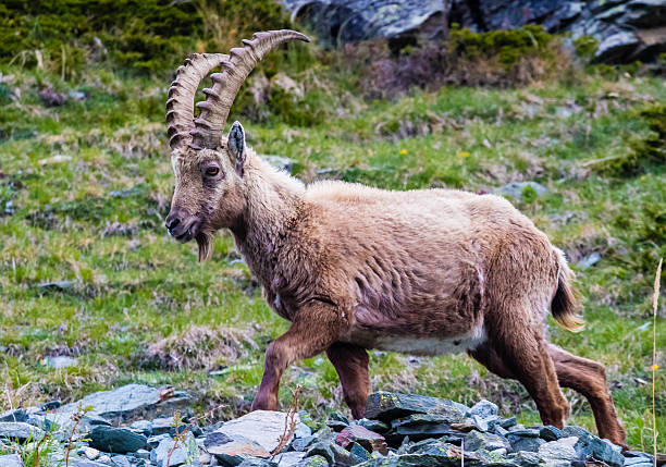 istock Male ibex above Zermatt 508030220