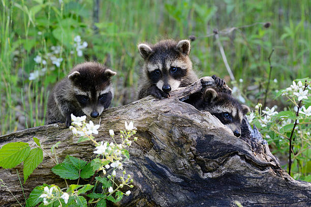 istock Three baby raccoons playing on a fallen log. 508030302