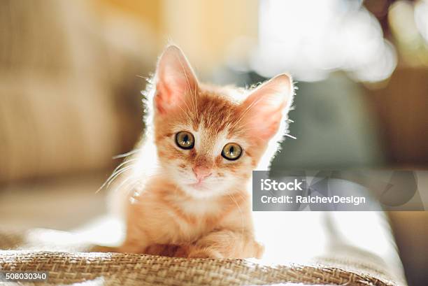 Sunny Cat Stock Photo - Download Image Now - Kitten, Domestic Cat, Cute