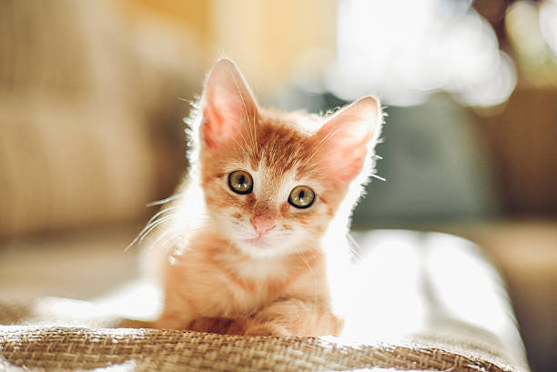 sunny cat - one kitten zdjęcia i obrazy z banku zdjęć