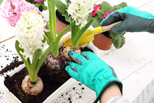 istock Hyacinths, spring flower arrangement 508030386