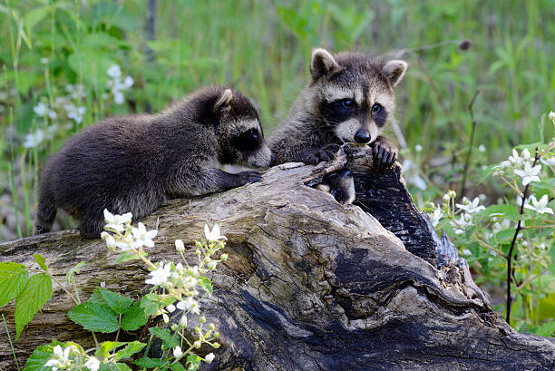 istock Young raccoons play on a fallen log. 508030426