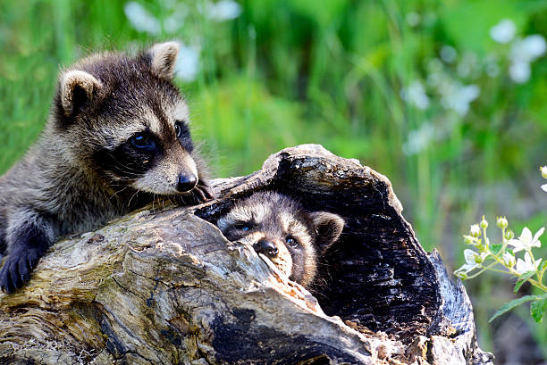 istock Young raccoons playing in a hollow log. 508030654