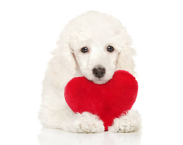 istock Poodle puppy with red valentine heart 508031866
