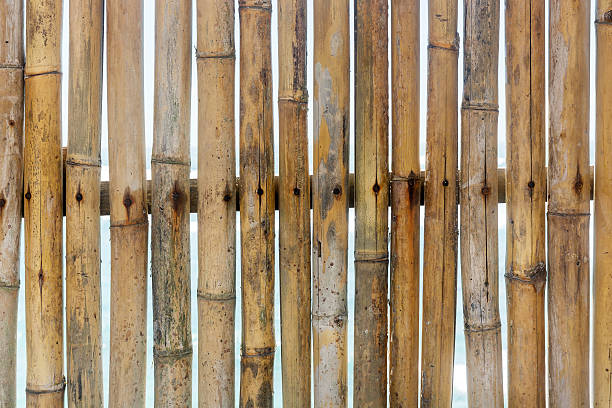 istock Fence of dry bamboo 508032466