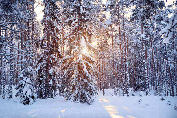 istock Pine and Fir tree forest in beautiful morning light 508033352