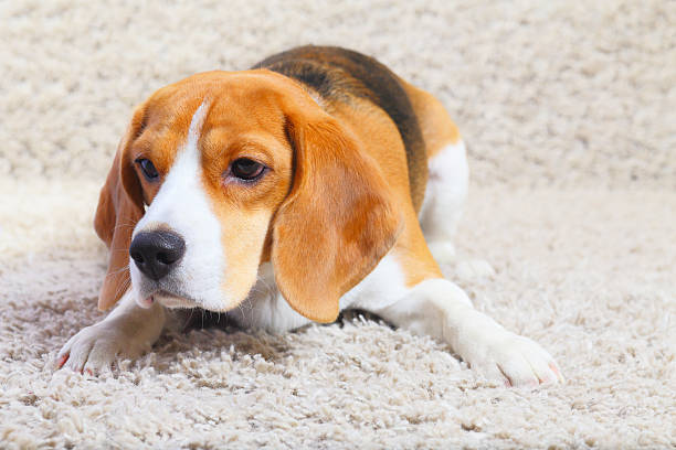 istock Beagle dog is ready to jump 508034700