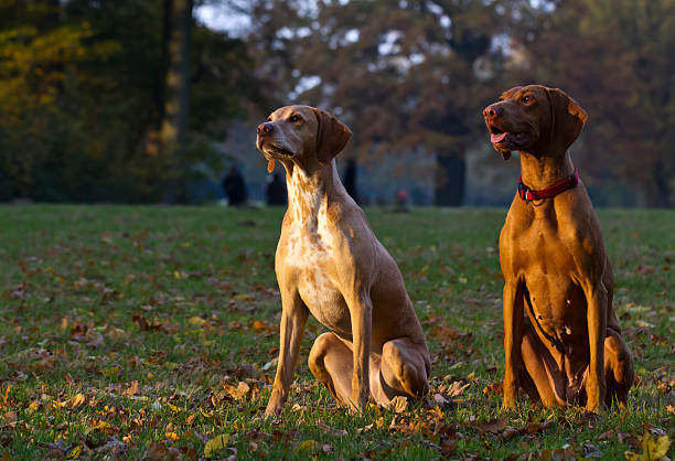 istock two attentive Magyar Vizsla hunting dogs 508035054