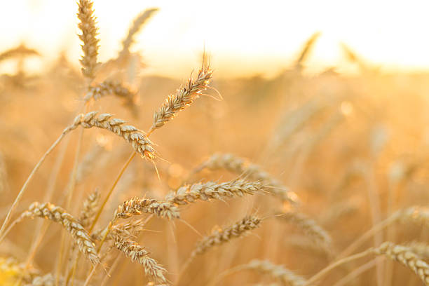 istock Golden ripe wheat field background 508035336