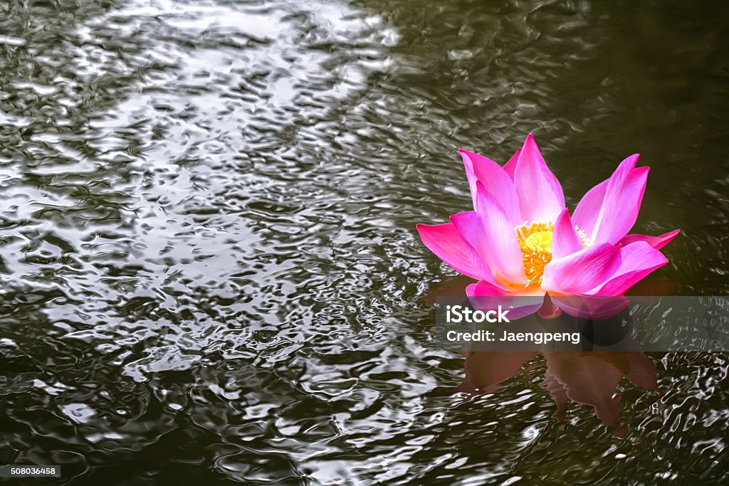 Pink lilies in a canal,Lotus in rivar Backgrounds Stock Photo