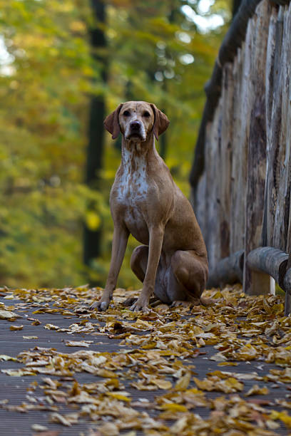 istock Hungarian Vizsla 508036480