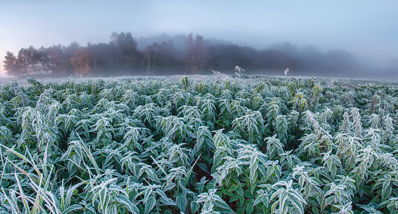 Rural morning, the rays of the sun and the grass covered with frost.Frozen grass and leaves closeup. Hoar frost plants.