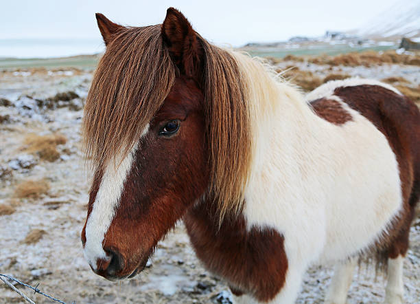 istock Icelandic horse 508036564