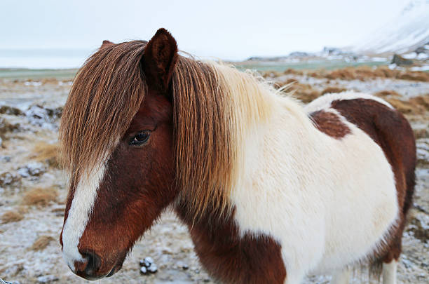 istock White-brown icelandic horse 508036842