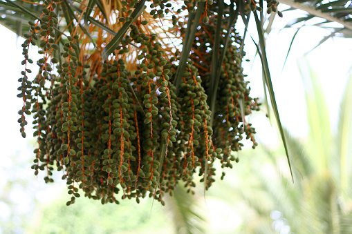 Closeup of colourful dates clusters