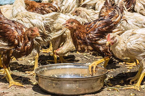 istock Wet chickens in a village poultry-yard 508038114
