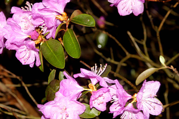istock Azalea flowers on shrub 508038626