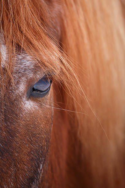 istock Horse eye detail 508038966