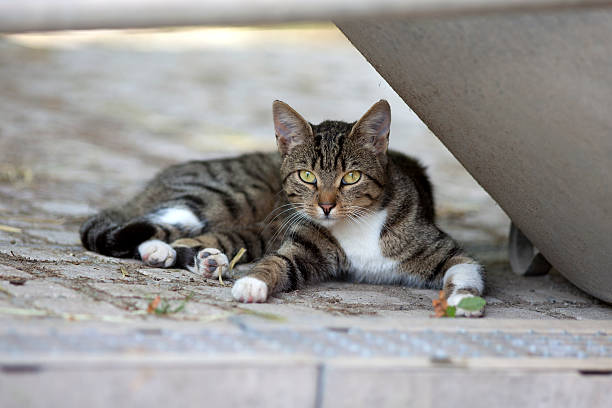 istock cat lay outside and relax 508039054