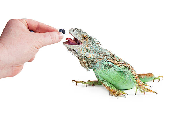 Person Feeding Iguana Blueberry Hand of a person feeding a blueberry to a pet iguana reaching out with mouth open and tongue out lizard eating stock pictures, royalty-free photos & images