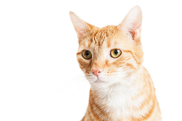 istock Orange Tabby Cat Closeup Over White 508039306