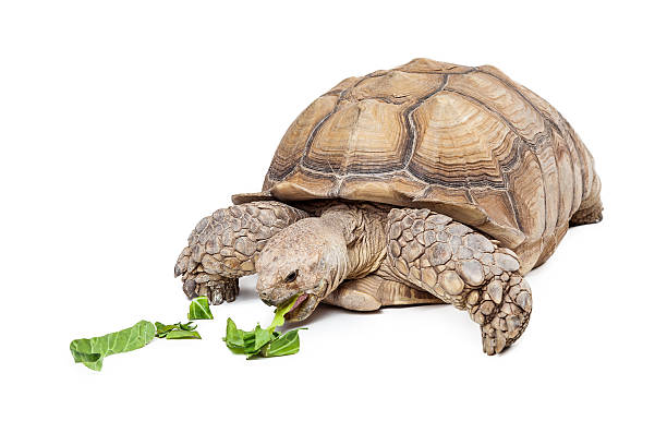 Large Sulcata Tortoise Eating Lettuce