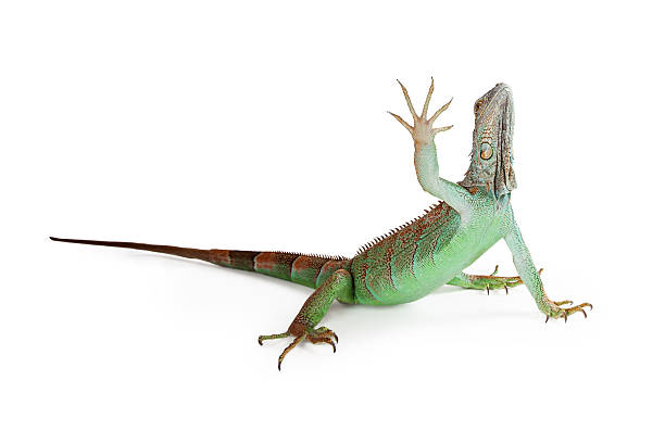 istock Iguana Lizard Raising Hand Up 508039316