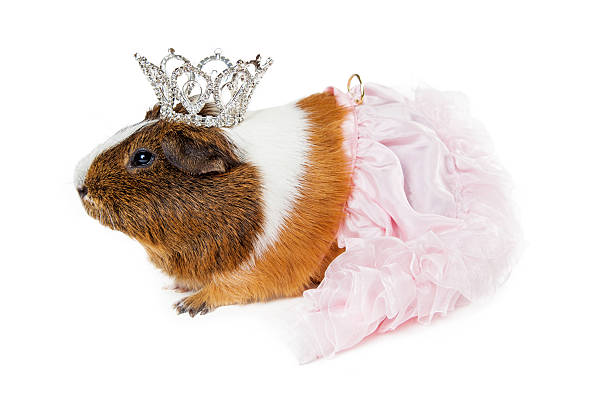 istock Cute Guinea Pig Wearing Tutu and Crown 508039362